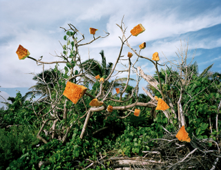 Illustration for article titled Artist's Trash Exhibitions Depict A Planet Colonized By Plastic